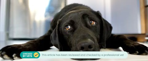 Dog seems sad after online coming home from kennel